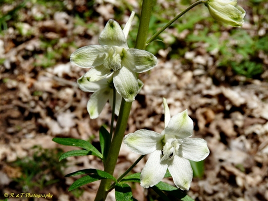 {Delphinium tricorne}